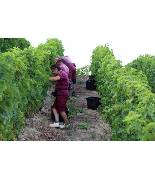 Roberto Sarotto Gavi DOCG Virgillo Piemonte