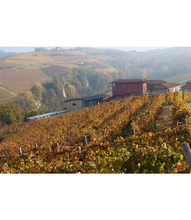 Roberto Sarotto Langhe DOC Nebbiolo Nativo Piemonte