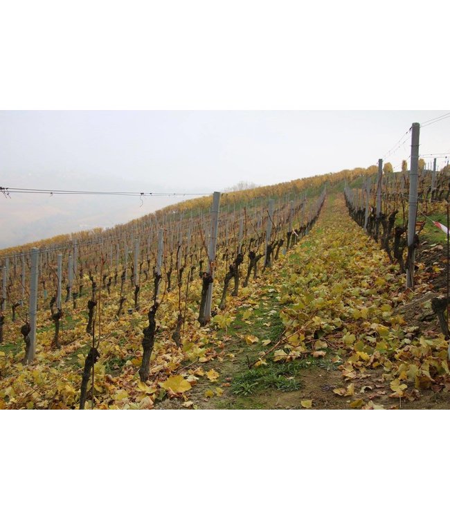 Roberto Sarotto Langhe DOC Nebbiolo Nativo Piemonte