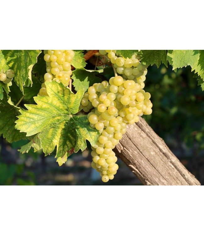 Roberto Sarotto Langhe DOC Arneis Piemonte