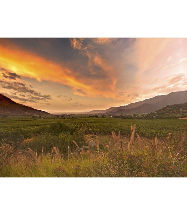 Aromo Reserva Privada Carmenere DO Maule Valley