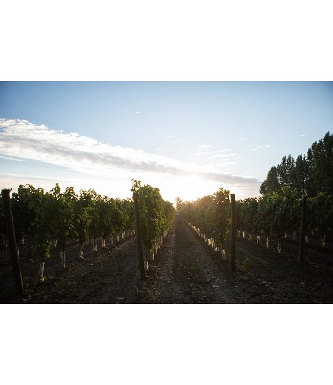 Aromo Reserva Privada Chardonnay DO Maule Valley