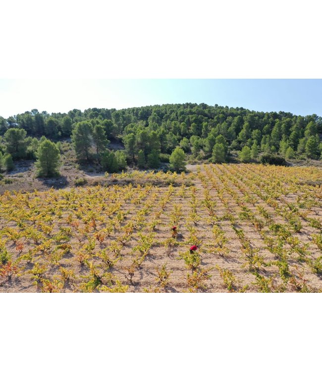 Barahonda Monastrell Merlot DO Yecla duurzaam geteeld