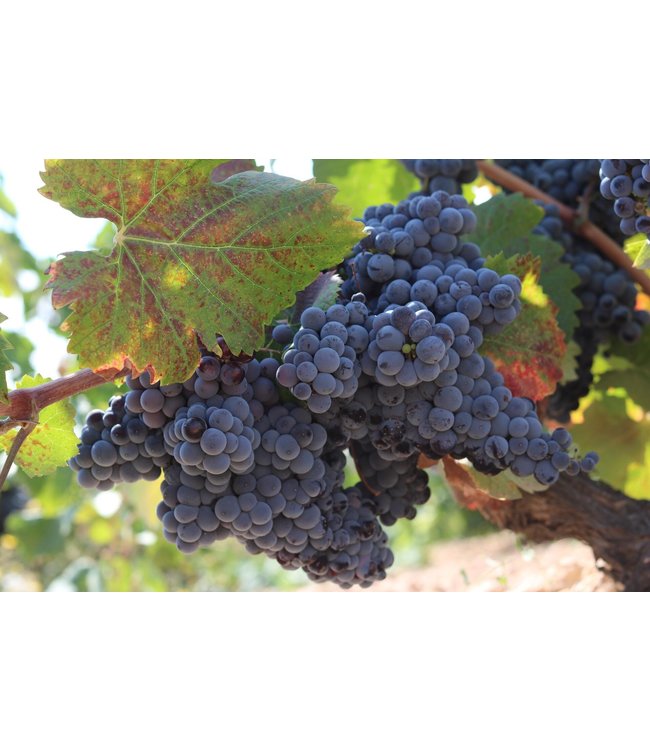 Barahonda Monastrell-Syrah-Petit Verdot Crianza