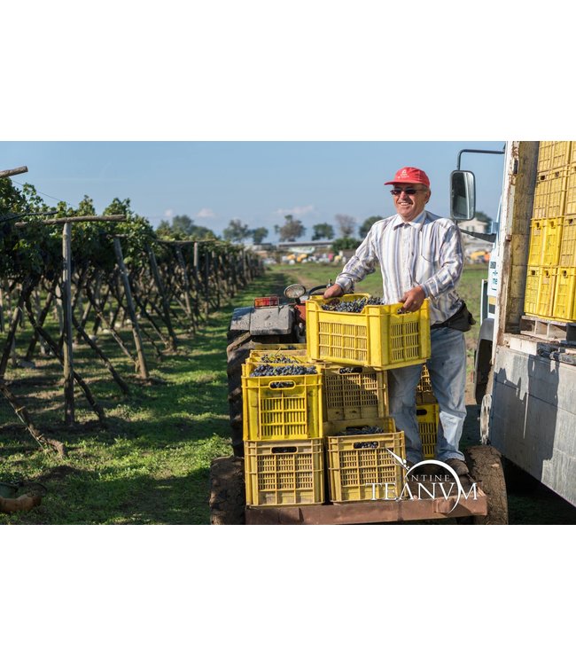 Castelli di Severino Trebbiano Falanghina IGP Puglia