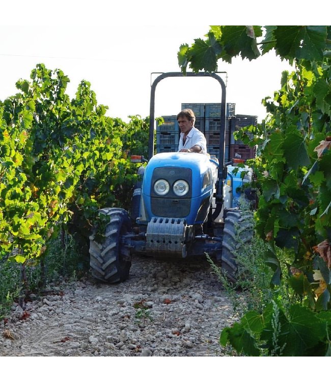 Castelli di Severino Rosso Sangiovese Cabernet