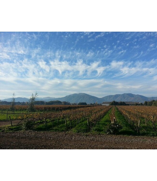 Castelli di Severino Rosso Sangiovese Cabernet
