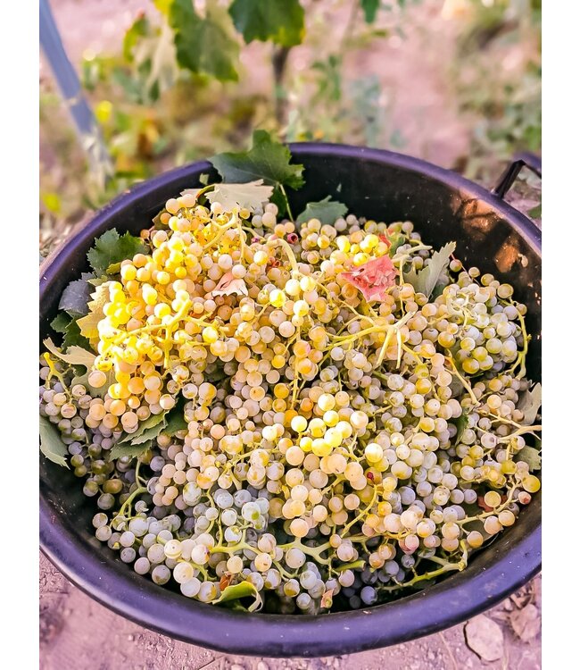 Castelli di Severino Rosso Sangiovese Cabernet