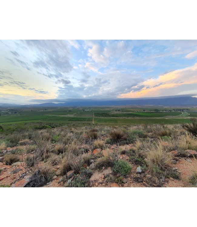 Excelsior Paddock Shiraz