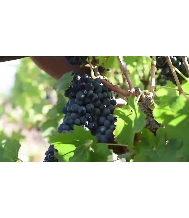 Excelsior Robertson Norah Chardonnay