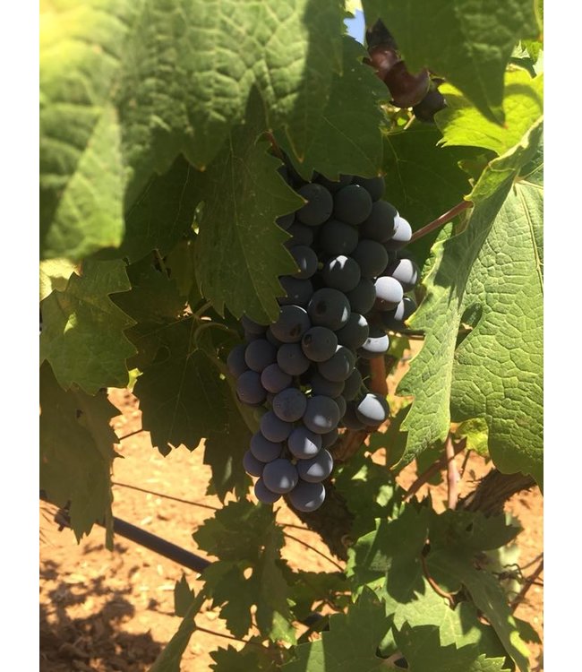 Varvaglione 1921 Primitivo di Manduria Riserva DOP