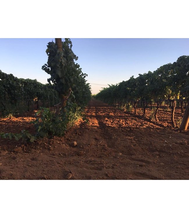 Varvaglione Passione Primitivo del Salento IGP