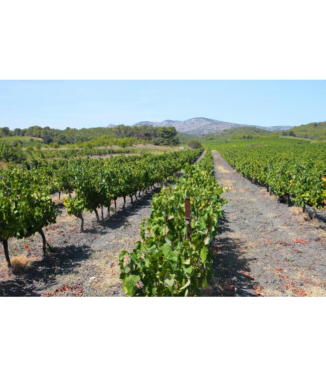 Lafage La Triple Blanc Vin Mousseux Brut