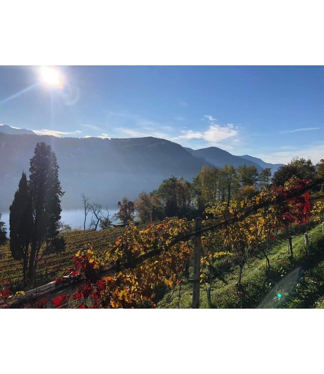 Tenuta San Giorgio Bizzarro Manzoni Moscato Spumante Dolce Rosato