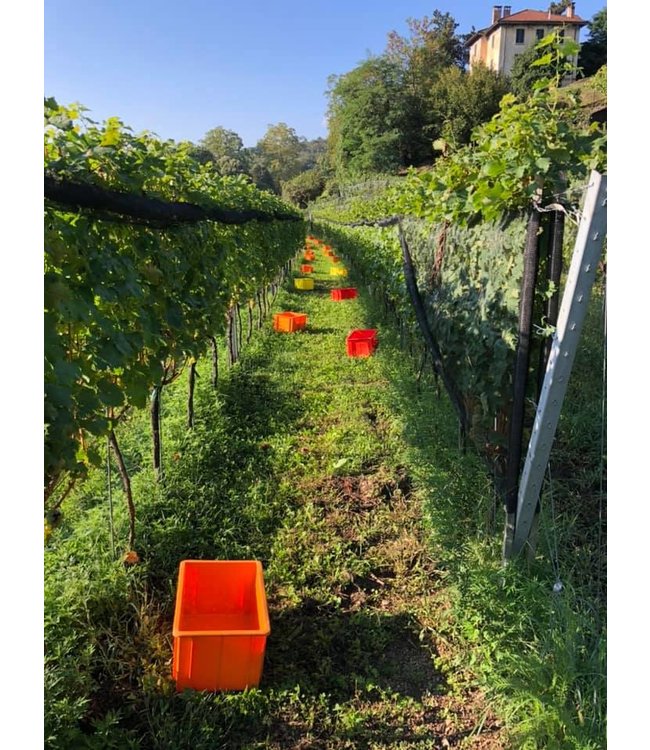 Tenuta San Giorgio Prosecco Ripe Frondose DOC Treviso