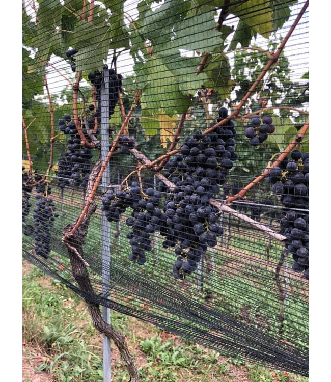 Tenuta San Giorgio Prosecco Ripe Frondose DOC Treviso