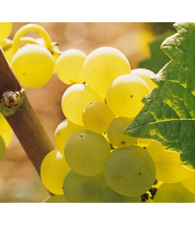 Ropiteau Bourgogne Chardonnay