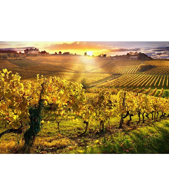 Ferret IGP Cotes de Gascogne Chardonnay