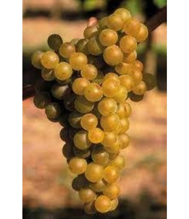 Ferret IGP Cotes de Gascogne Sauvignon Blanc