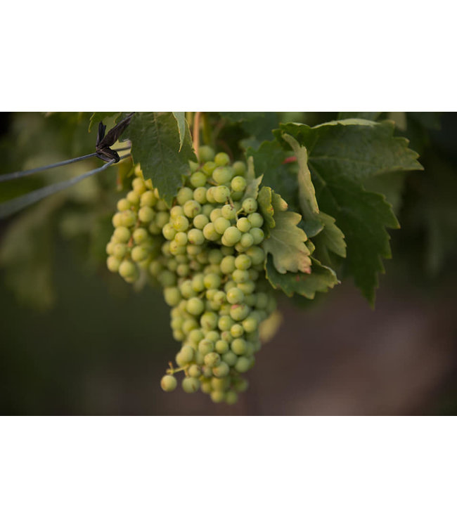 Aromo Barrel Selection DO Maule Valley Chardonnay