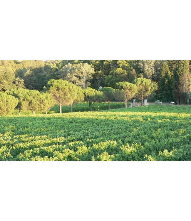 Domaine Brunely Gigondas Tresor