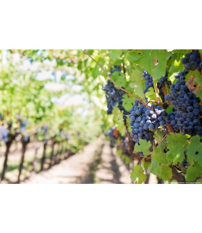 Dopff au Moulin Riesling Grand Cru Schoenenbourg