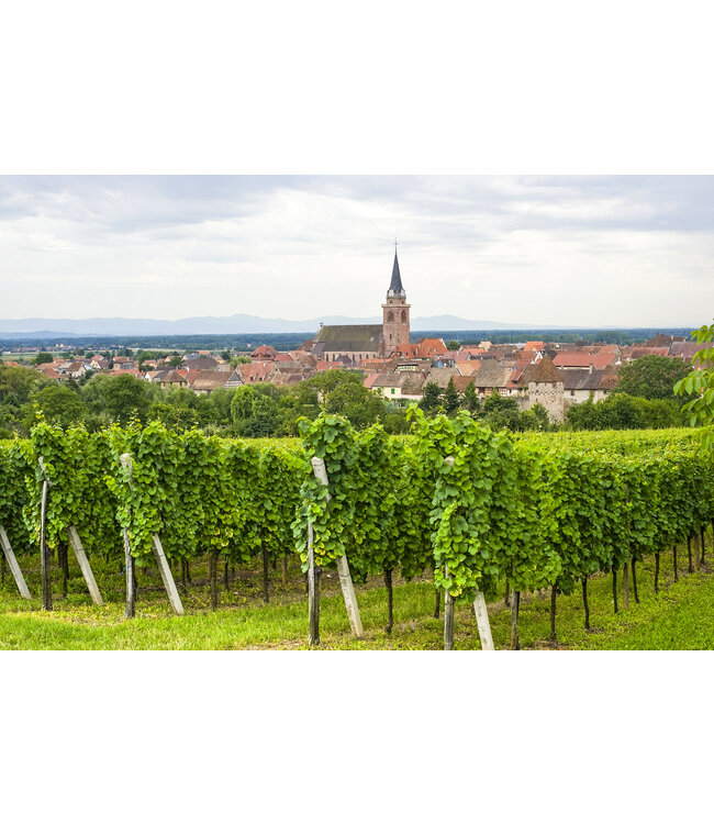 Dopff au Moulin Pinot Blanc