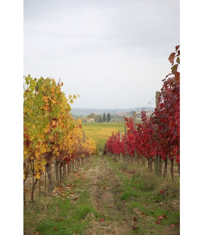Villa Trasqua Chianti Classico duurzaam geteeld