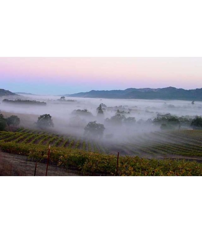 Alvi's Drift Albertus Viljoen Red Bismarck