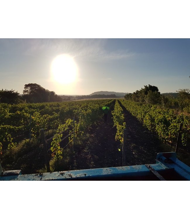 Lorgeril Chateau de Ciffre Saint Chinian Biologisch