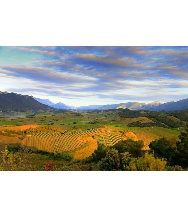 Lorgeril Chateau de Ciffre Saint Chinian Biologisch