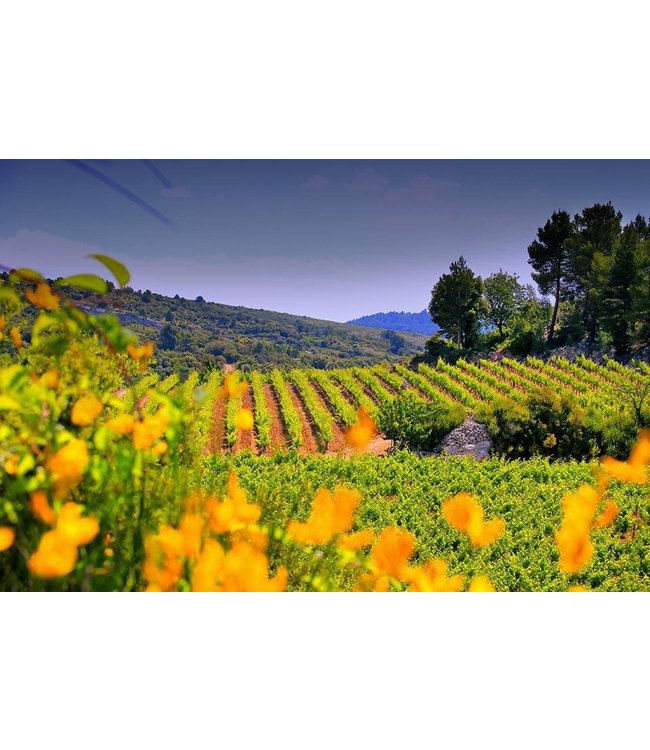 Lorgeril Chateau de Ciffre Saint Chinian Biologisch