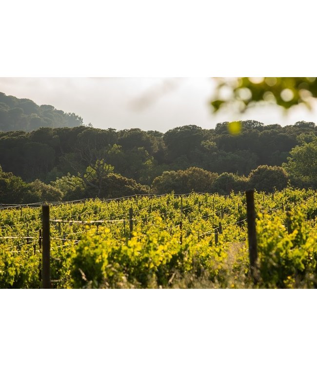 Lorgeril Chateau de Ciffre Saint Chinian Biologisch