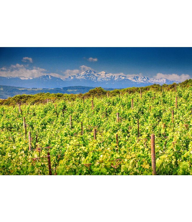 Lorgeril Chateau de Ciffre Saint Chinian Biologisch