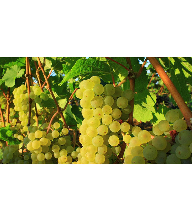 Winzer Krems Kellermeister Franz 3 Cuvee