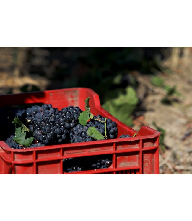 Benguela Cove Vinography Petit Verdot