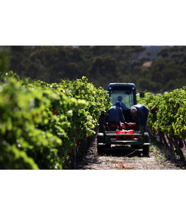 Benguela Cove Vinography Petit Verdot