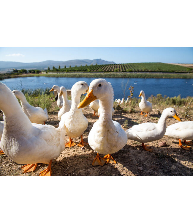 Benguela Cove Lighthouse Sauvignon Blanc