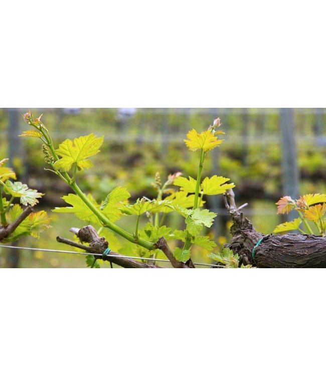 Benguela Cove Estate Collage Red Blend