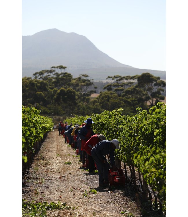 Benguela Cove Estate Chardonnay