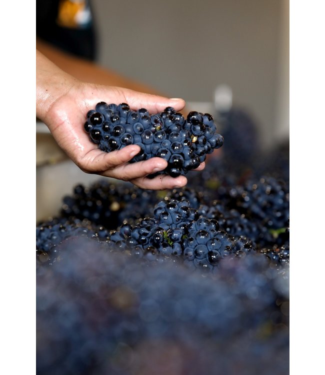 Benguela Cove Estate Chardonnay