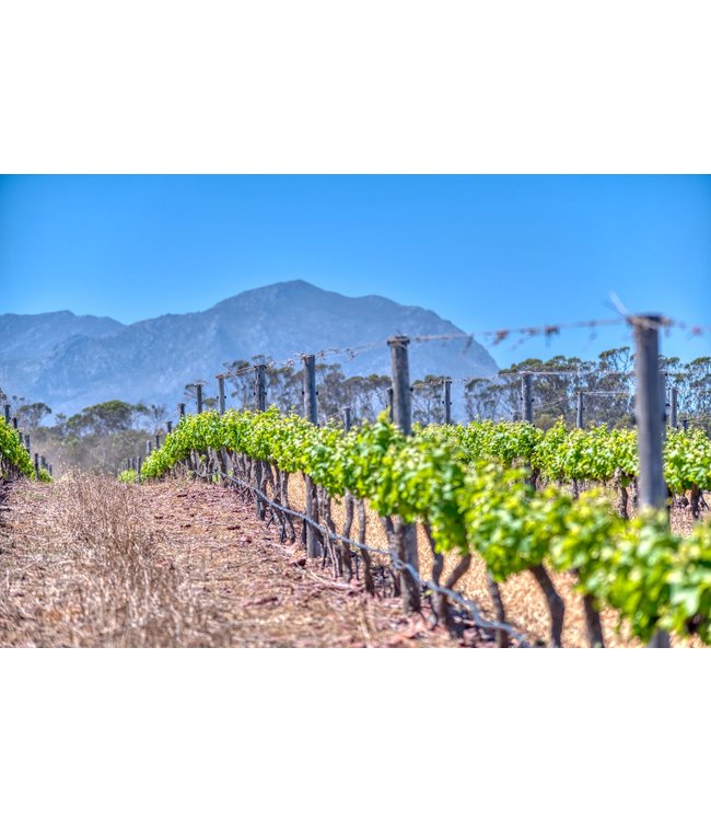 Benguela Cove Catalina Semillon