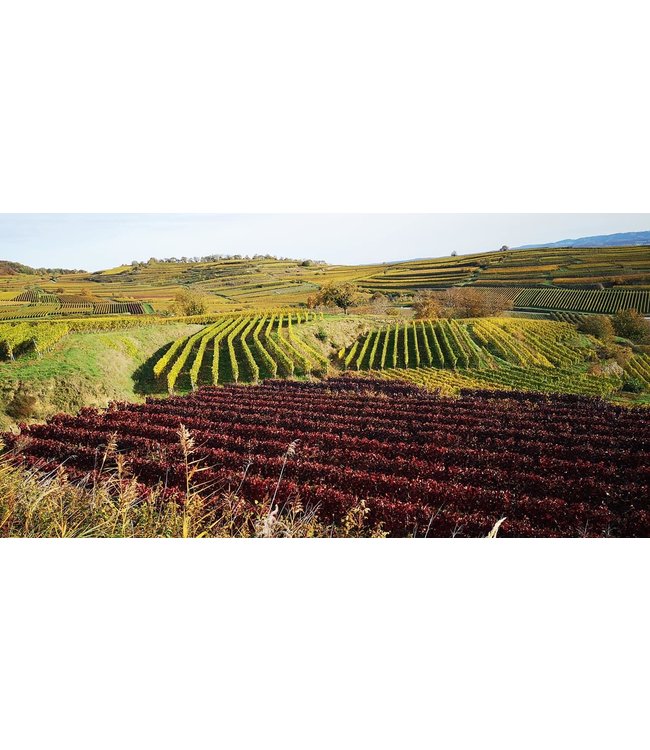 Sasbacher Limburg Grauer Burgunder Jagerwein