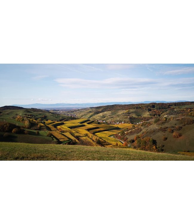 Sasbacher Limburg Rivaner Kabinett Trocken