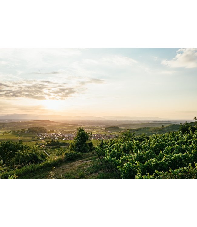 Sasbacher Rote Halde Pinot Noir Blanc de Noir