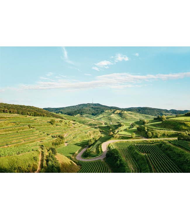 Sasbacher Sekt Brut Pinot Noir Blanc de Noirs