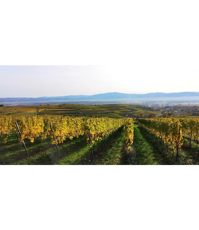 Sasbacher Sekt Brut Pinot Noir Blanc de Noirs