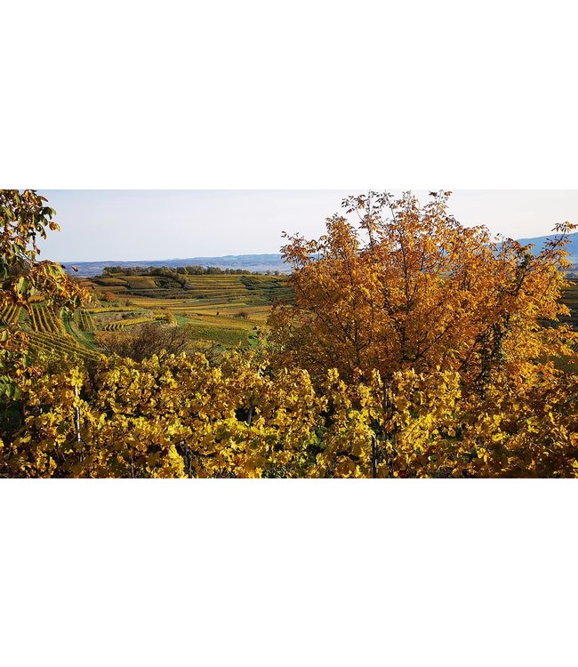 Sasbacher Limburg Weissburgunder Kabinett Trocken