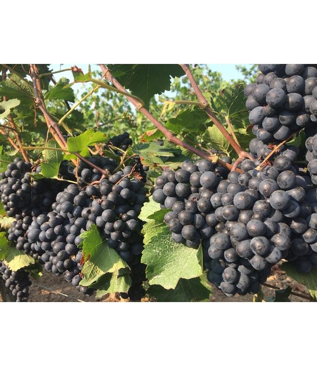 Studier Grauburgunder Pfalz Biologisch