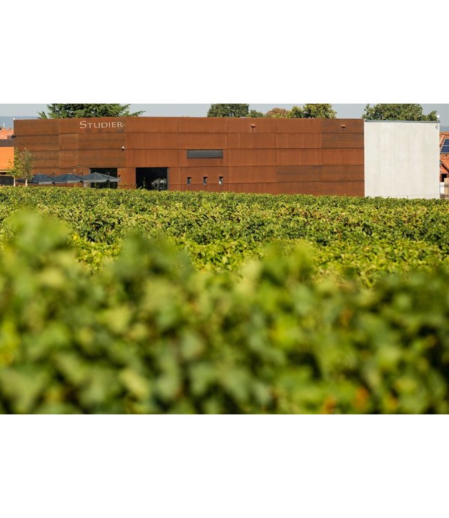 Studier Grauburgunder Pfalz Biologisch